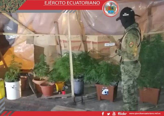 En Napo se realizó operación militar donde se decomisa plantas de marihuana
